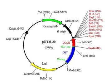 質粒轉染的具體操作步驟及其注意事項