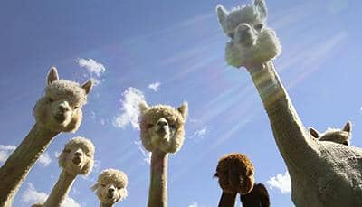 納米抗體-一種來自&ldquo;草泥馬&rdquo;的優(yōu)質(zhì)抗體