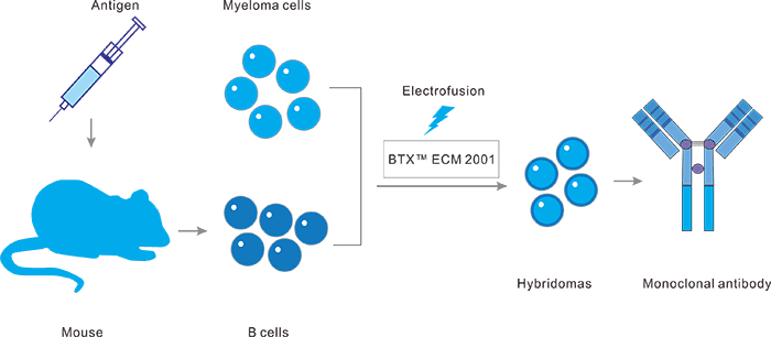 雜交瘤技術抗體發現平臺