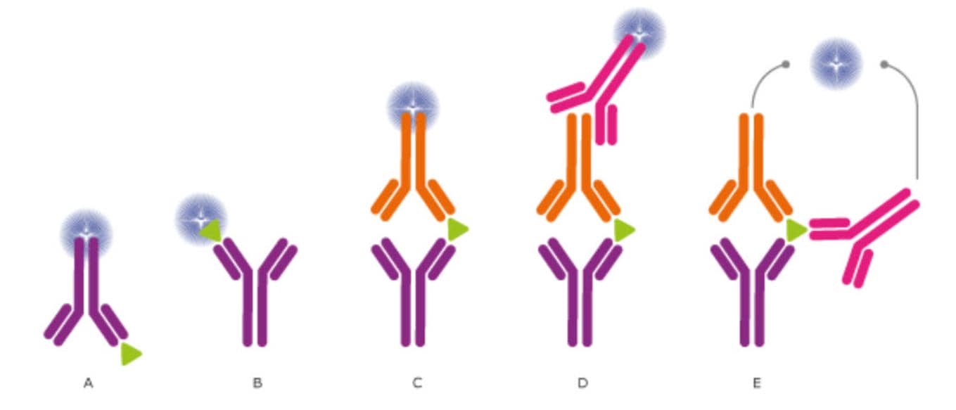科研人&ldquo;磕CP&rdquo;的最高境界！抗體對開發(fā)技術(shù)服務(wù)助你Easy Everyday