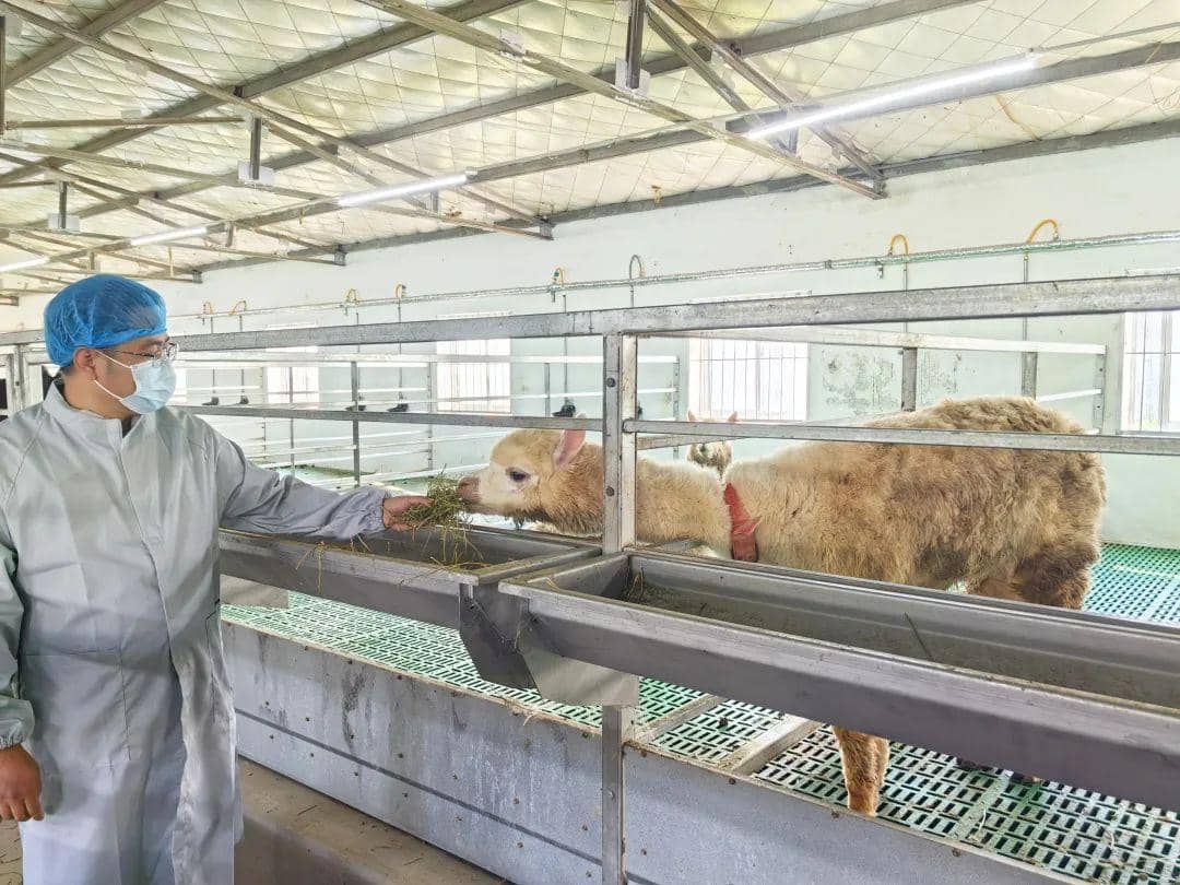 喜報！普健生物羊駝養(yǎng)殖基地正式揭牌啦！