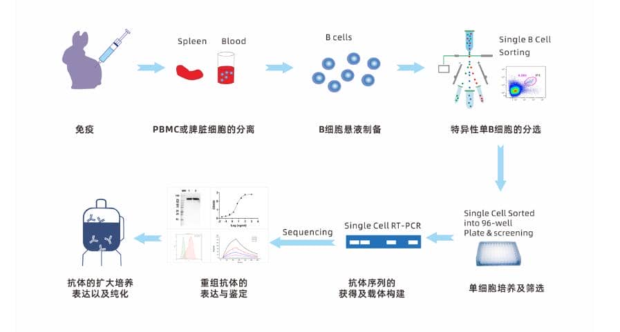 Single B cell 兔單克隆抗體開發流程