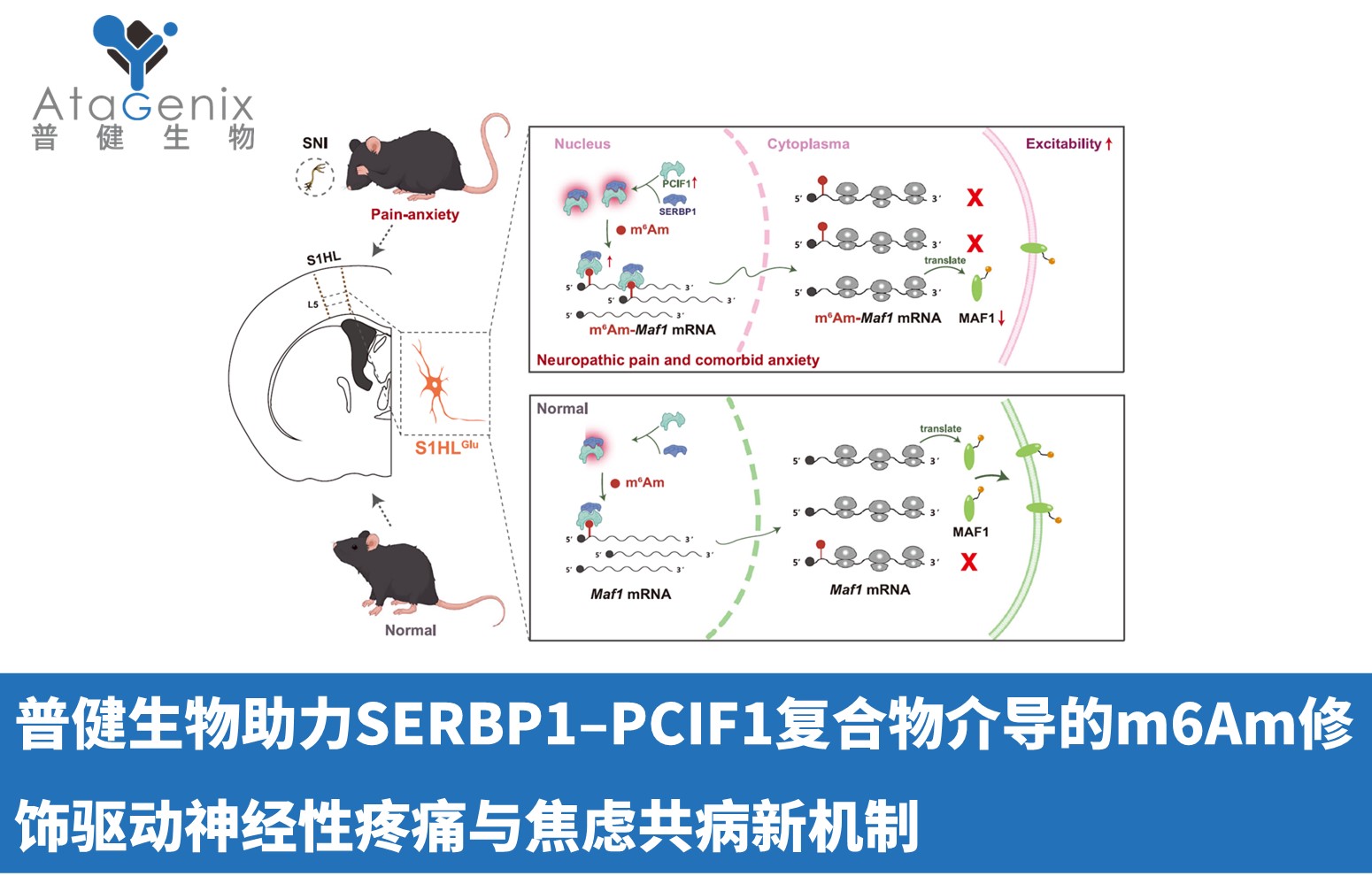 普健生物助力SERBP1&ndash;PCIF1復合物介導的m6Am修飾驅動神經性疼痛與焦慮共病新機制