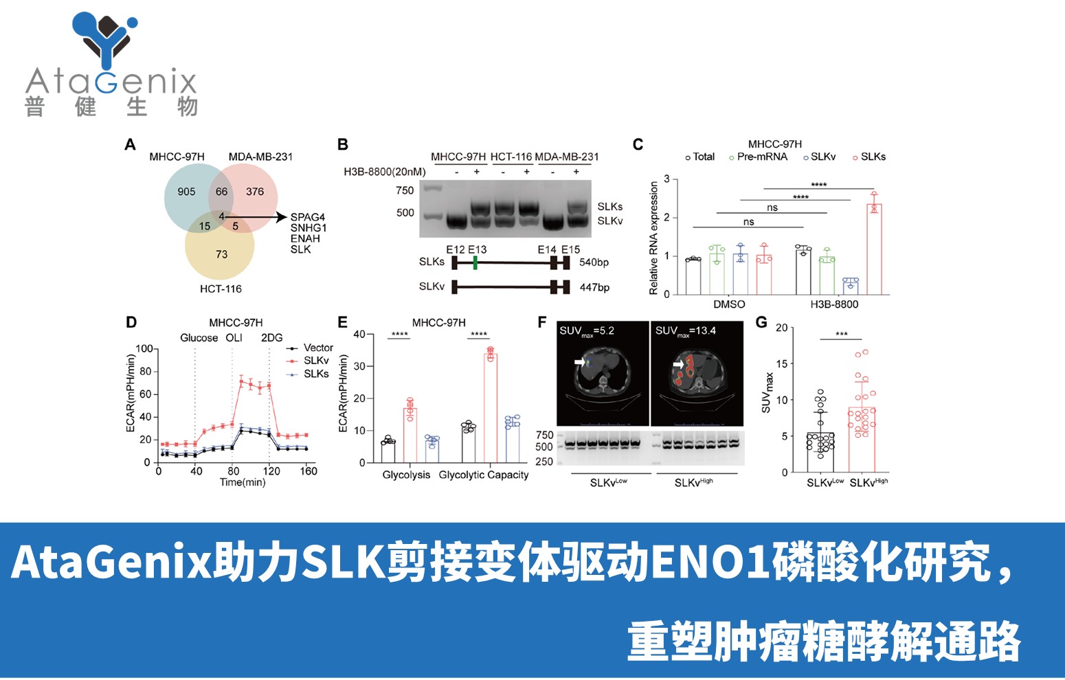 AtaGenix助力SLK剪接變體驅動ENO1磷酸化研究，重塑腫瘤糖酵解通路