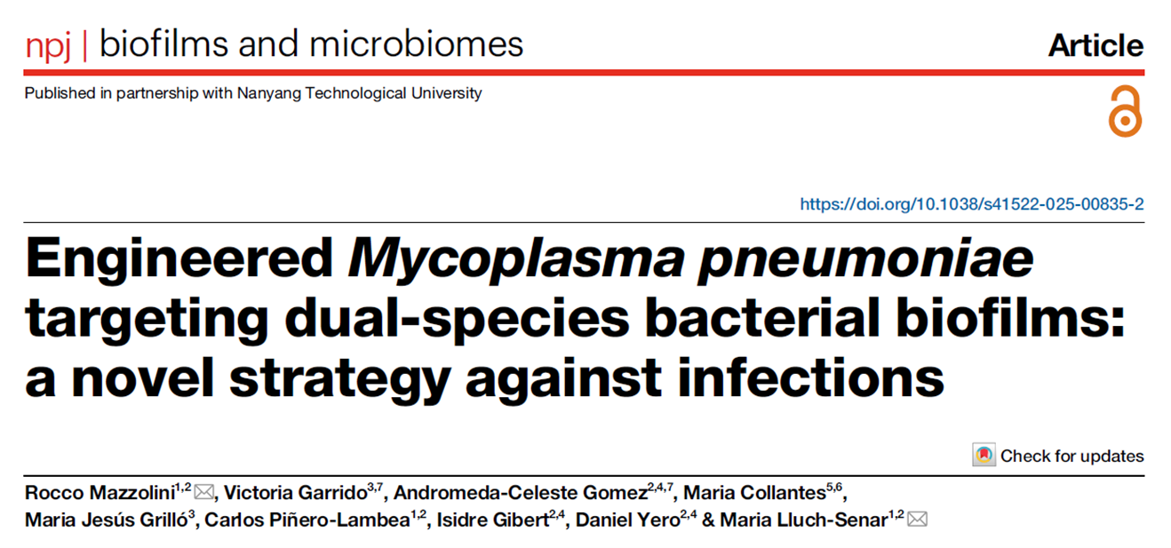 Engineered Mycoplasma pneumoniae targeting dual-species bacterial biofilms: a novel strategy against infections
